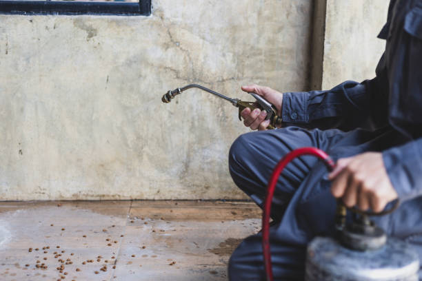 Best Flea Control Services  in Clover, SC
